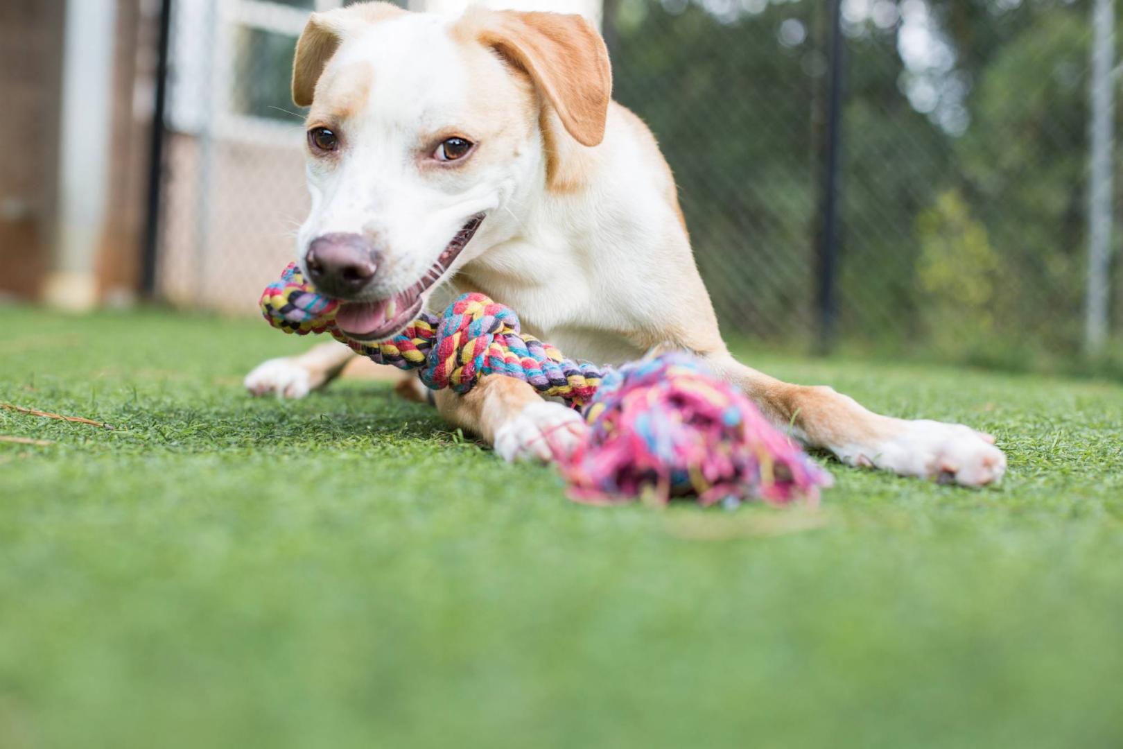 Dog Day Care Miami
