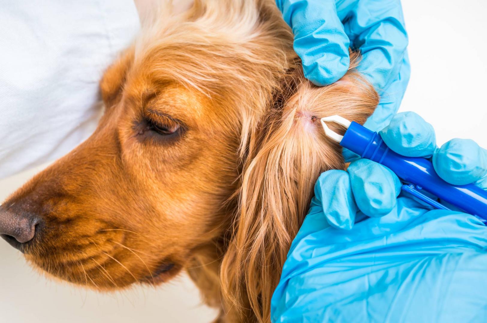 Flea and Tick Treatment Miami