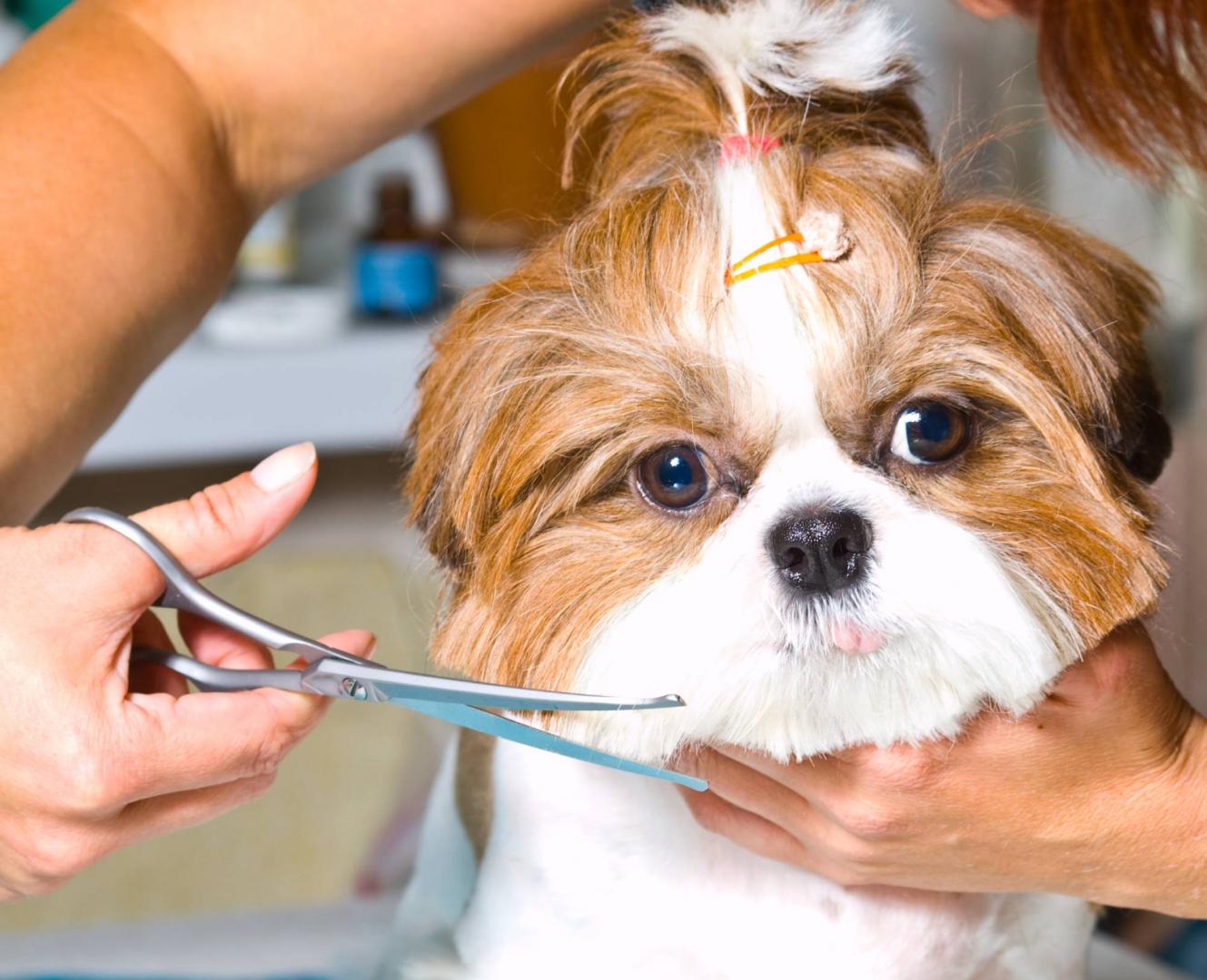 Dog Grooming Miami,