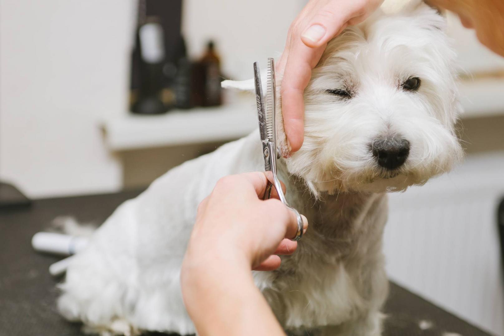 Pet Grooming Miami